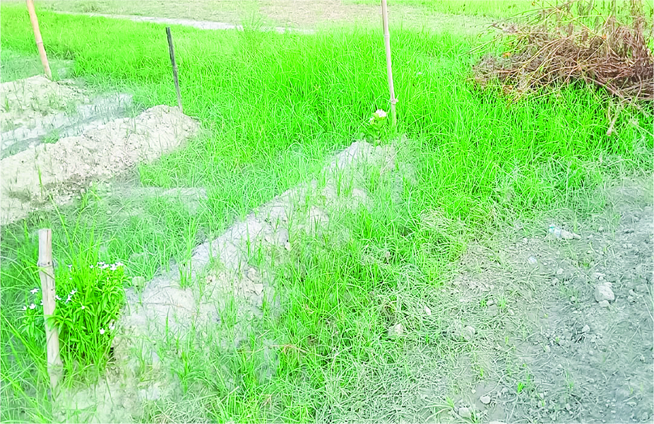 Image of রিয়াজুল ফরাজী